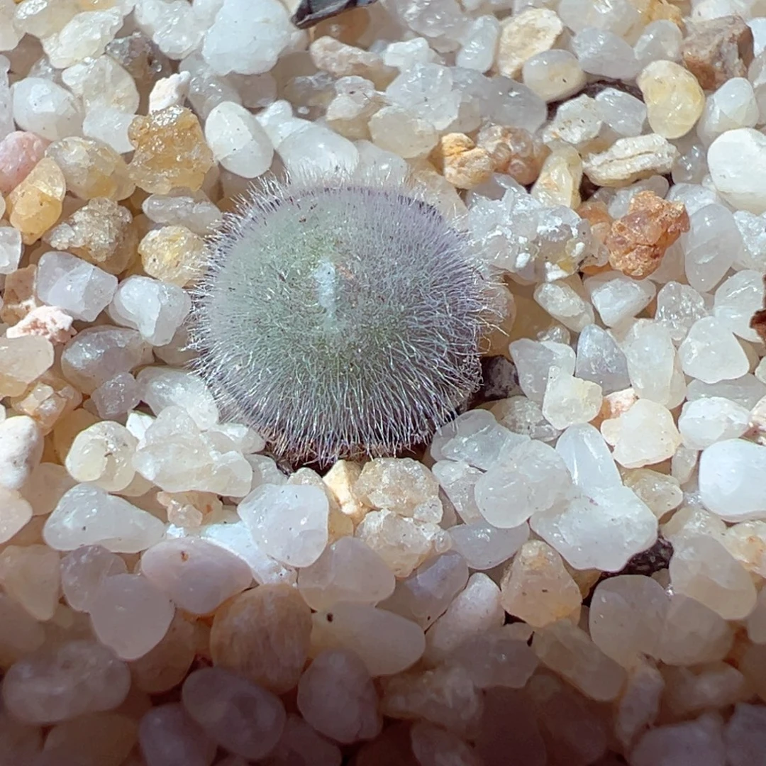 1209-219多肉多日小美毛球
