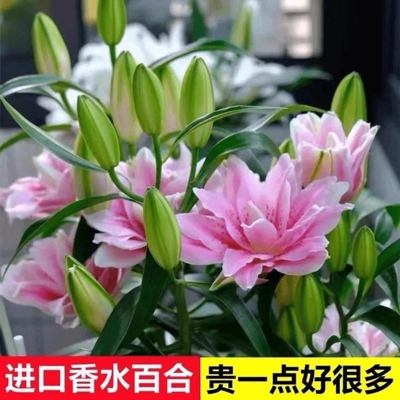 【带芽】进口香水百合花种球种庭院阳台耐寒室内绿植盆栽浓香型花卉