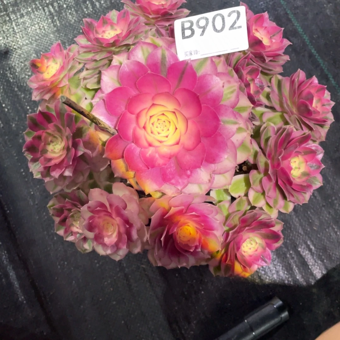 用***8倾城法师。    902