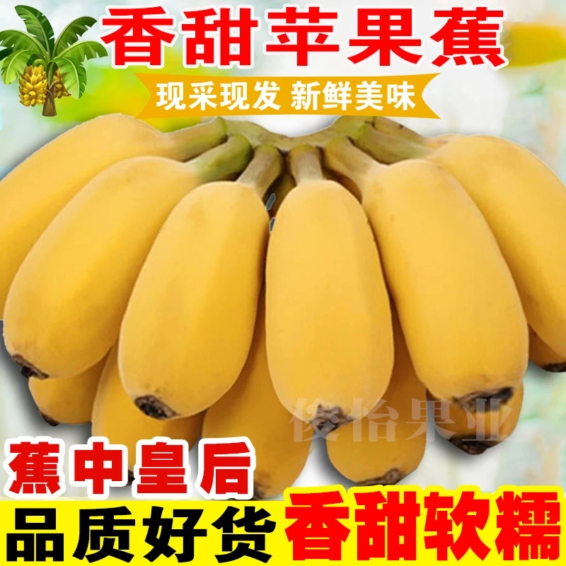 香甜苹果蕉广西产地直销应季新鲜水果粉蕉香蕉批发
