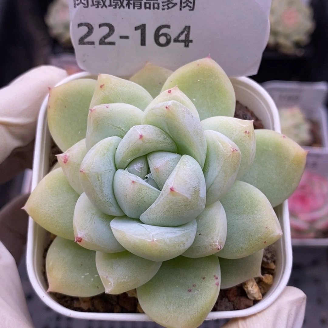 【闪购商品】22-164