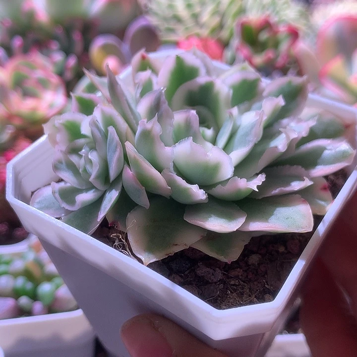 紫蝴蝶覆轮锦双头有根