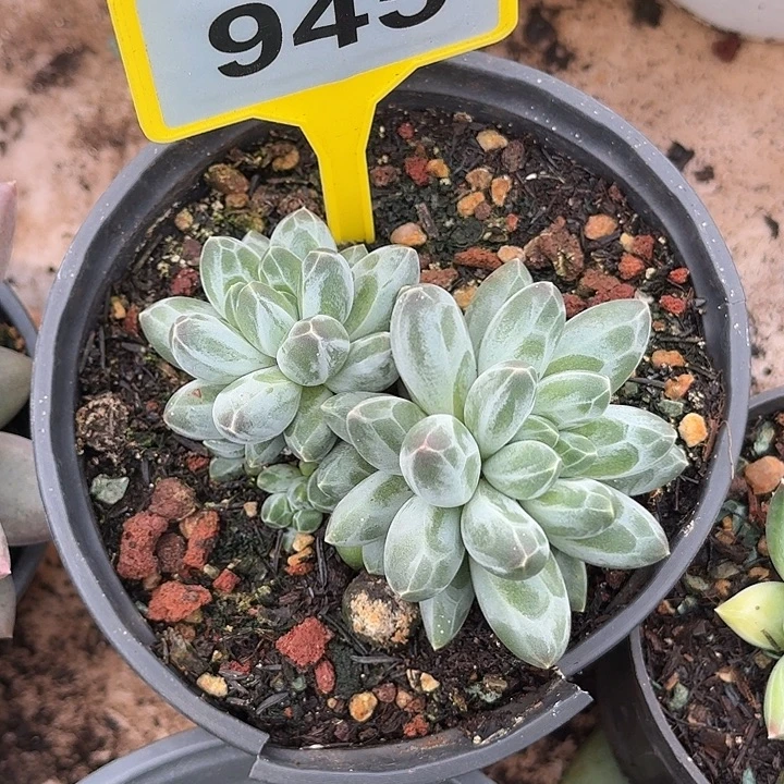多肉植物白底伊卡鲁斯945