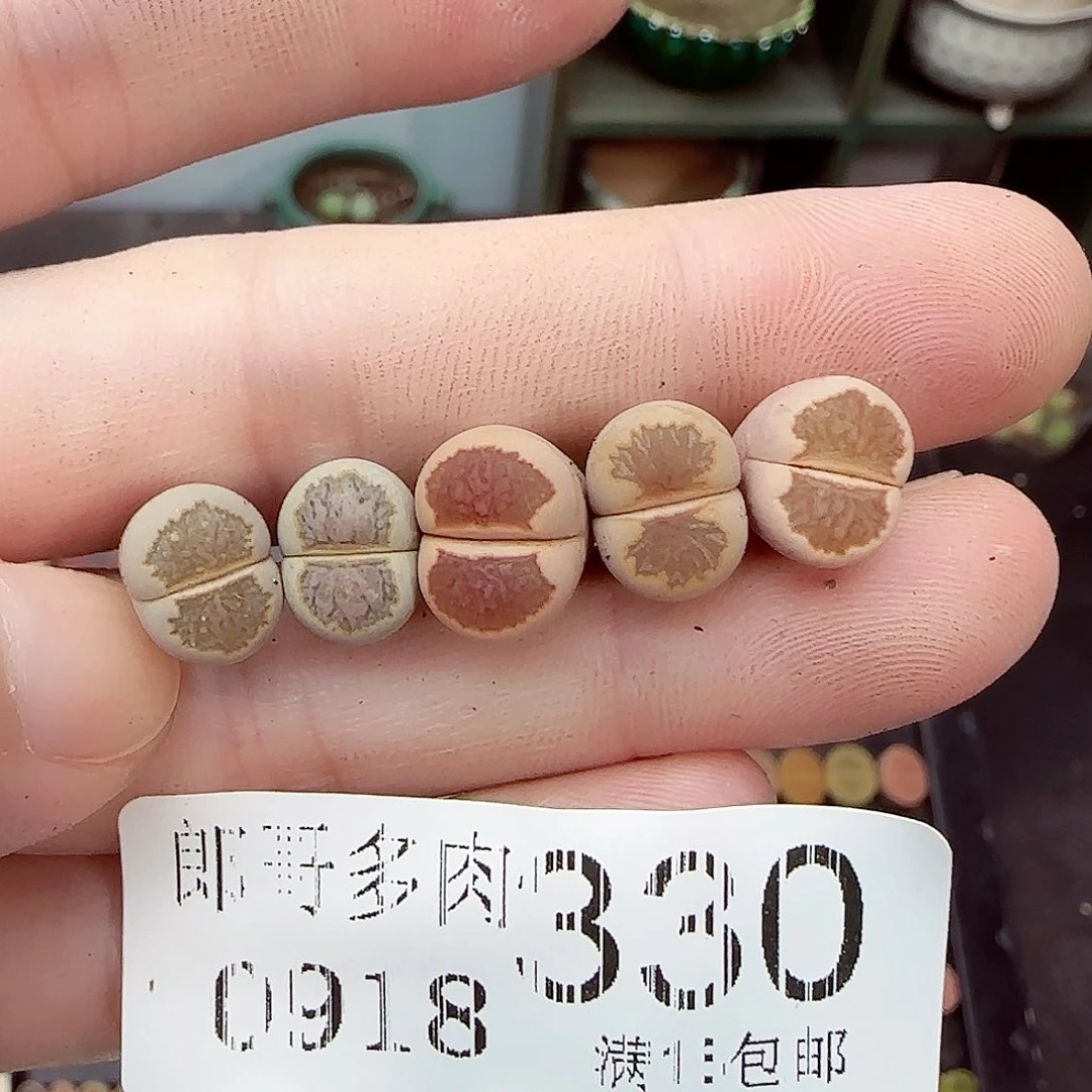 满满18包邮0918-330