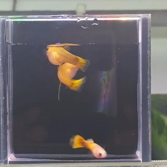 孔雀鱼品系孔雀鱼，自家繁育，一组一拍