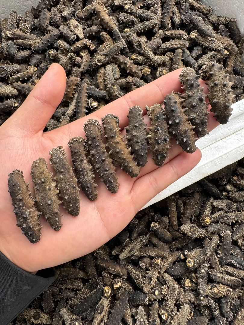 长岛深海北隍城岛坨机岛老人孕妈妈滋补佳品深水20-28米野生海参