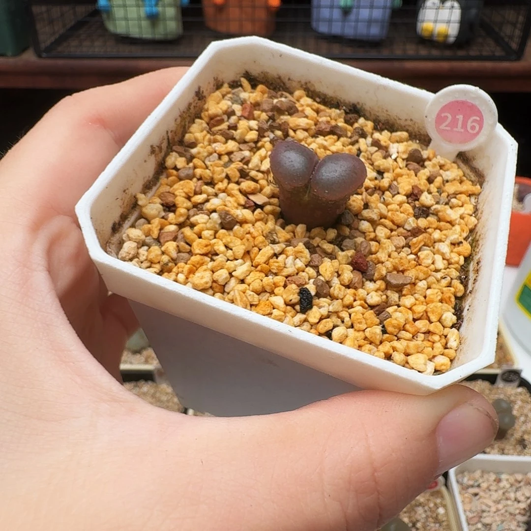 多肉植物福利风铃216