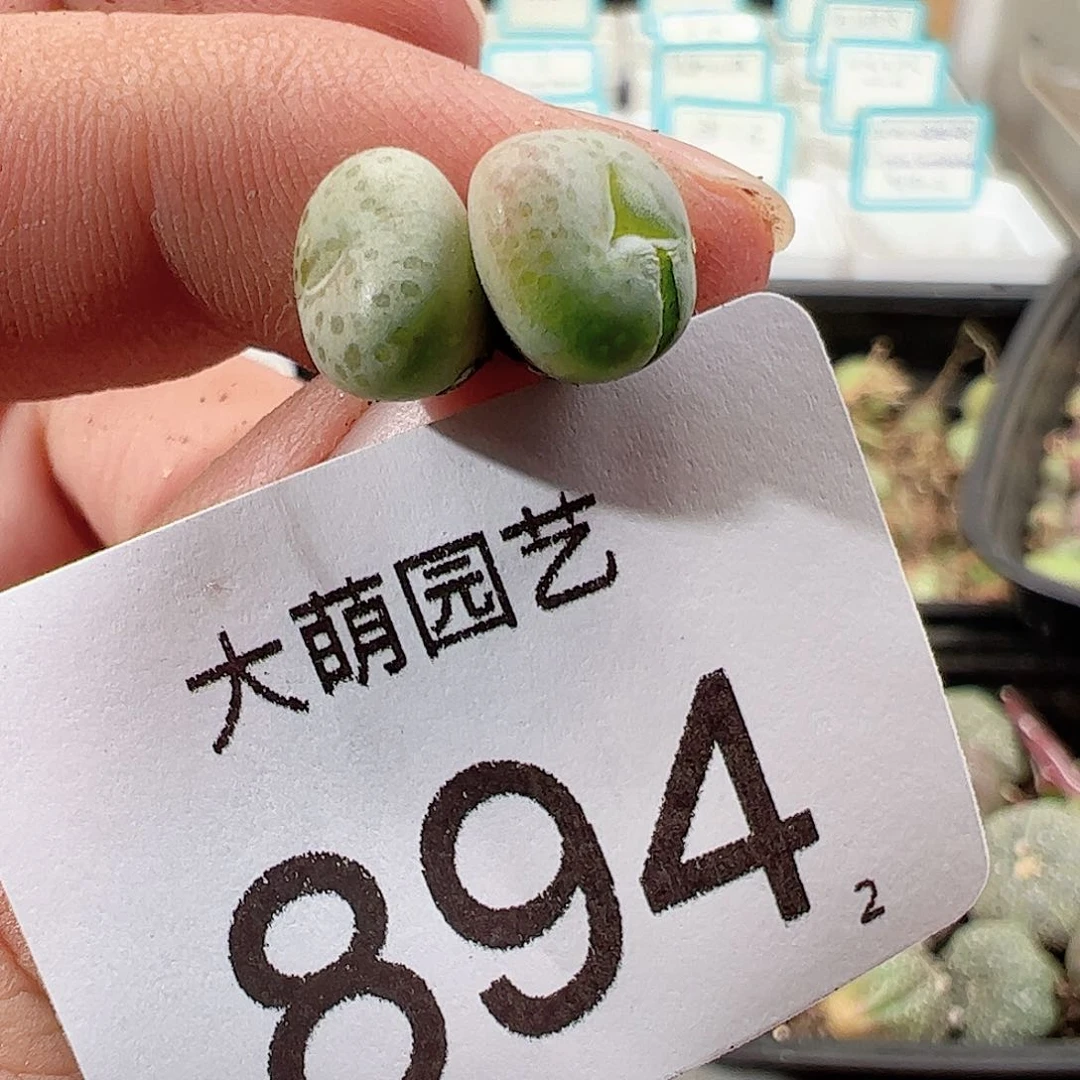 0000894 一物一拍……