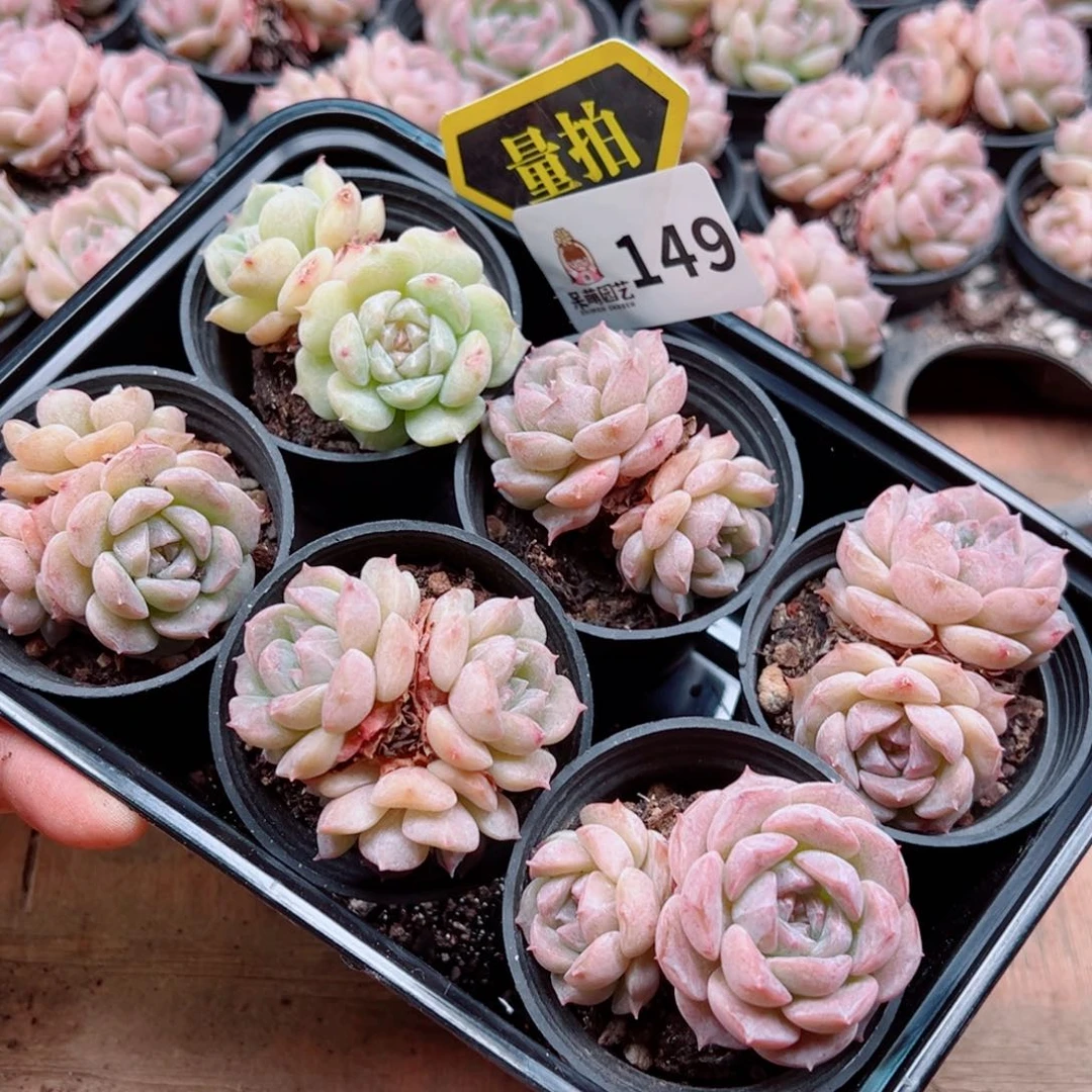 多肉植物多肉植物