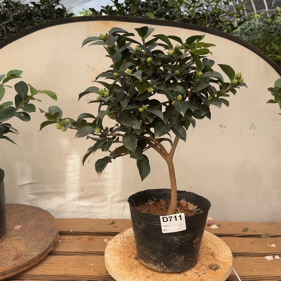 无花朵711埃米莉38.8