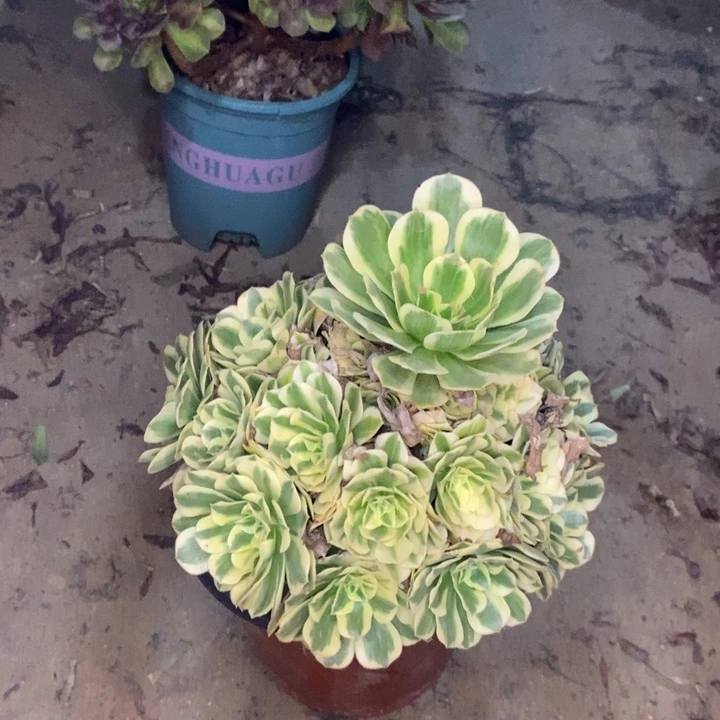 迈巴赫多肉植物53