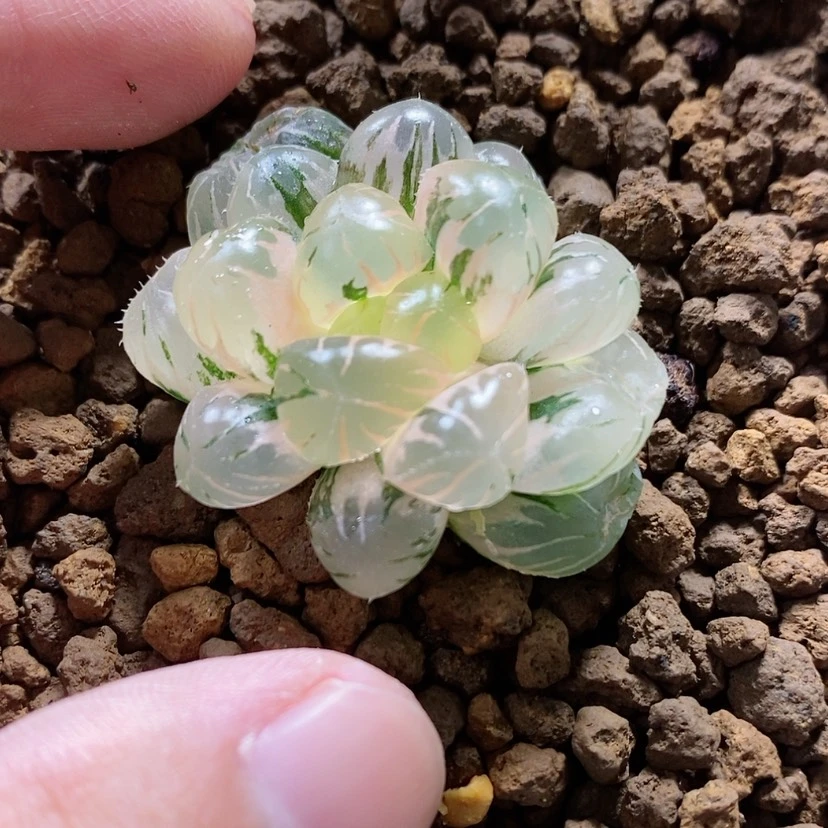 【闪购商品】17 ob冰灯