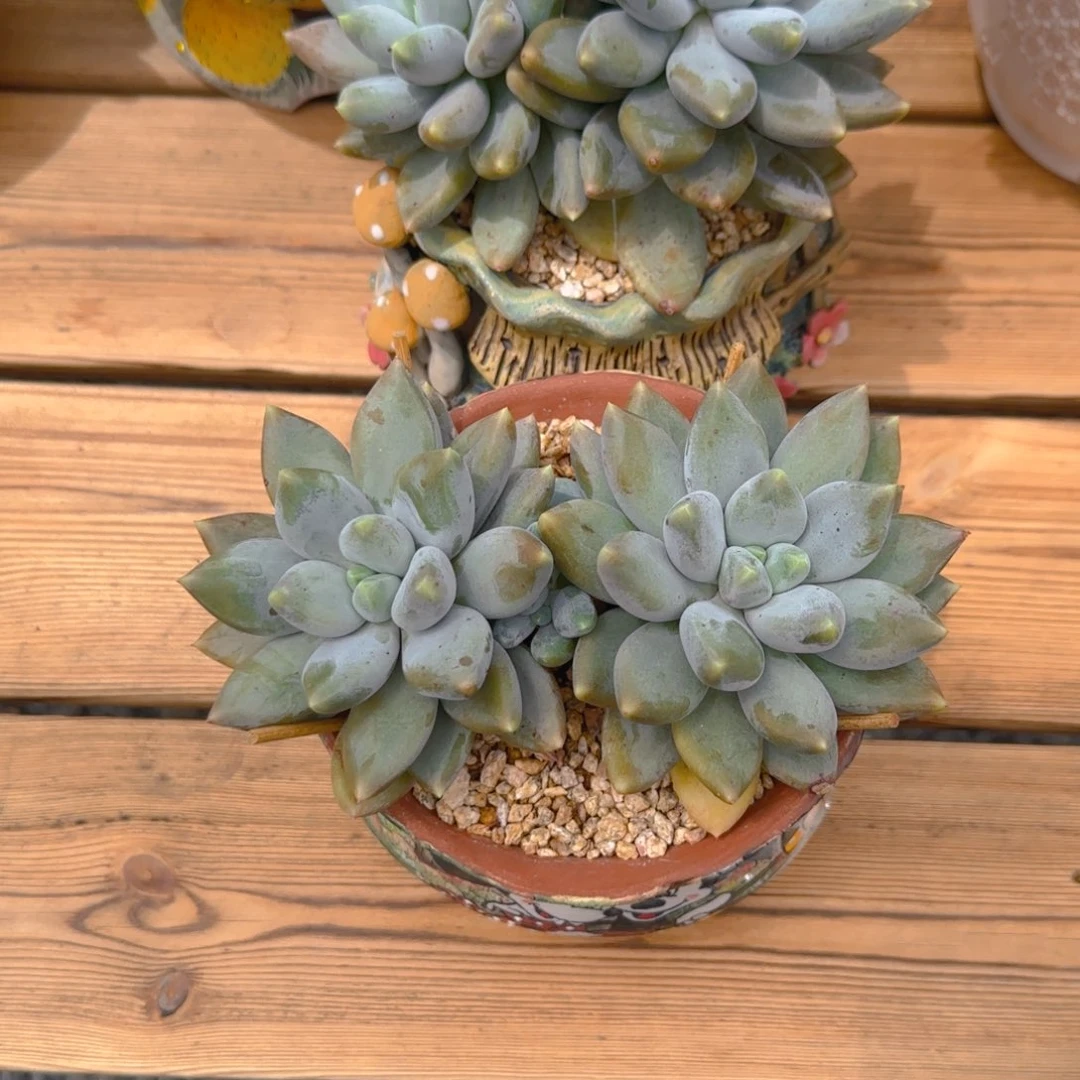 发货，顺丰111111111111111