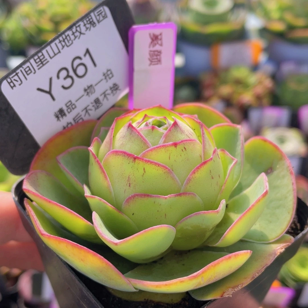 奚颜福利361一物一拍