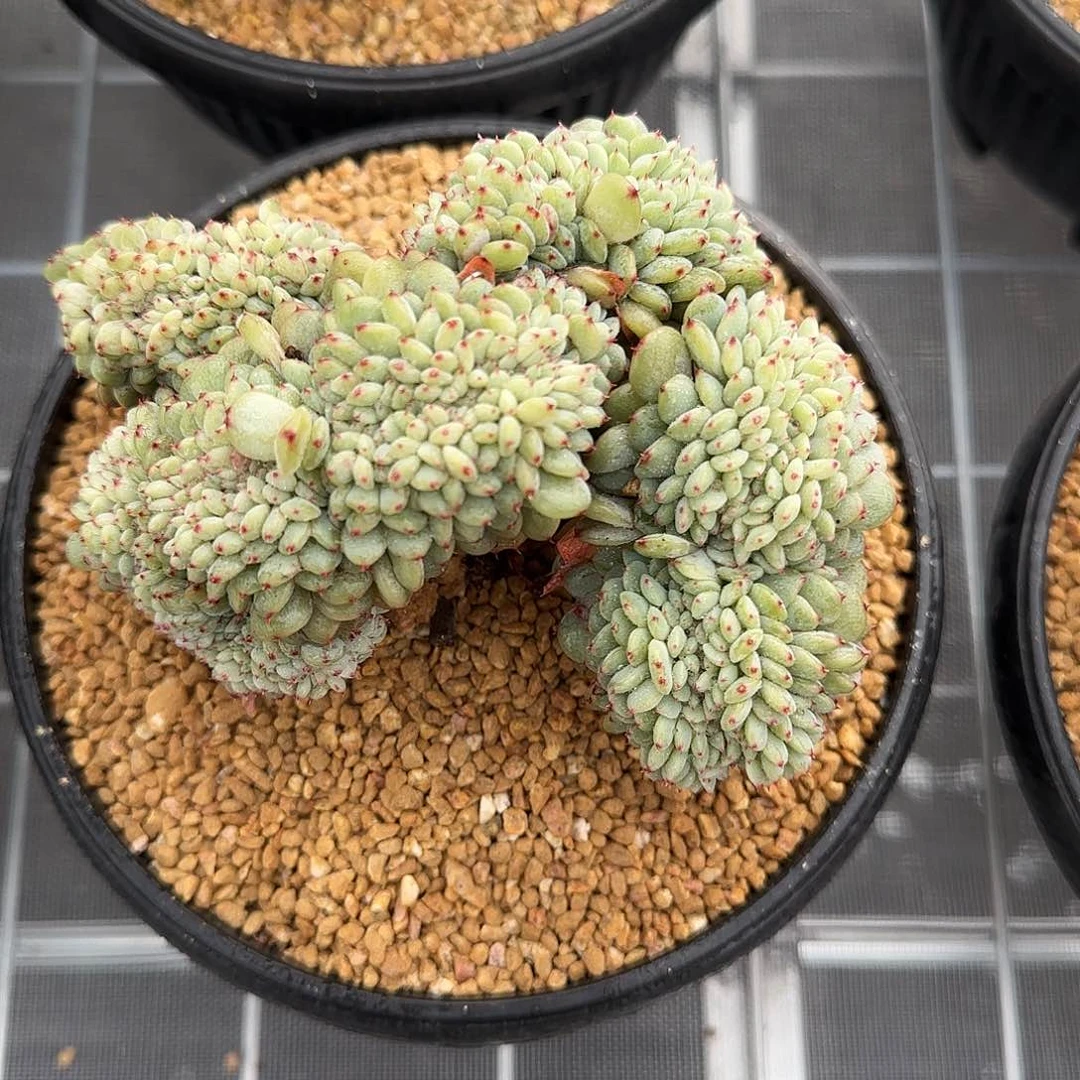 从前慢花园精选0121-小白胖子缀