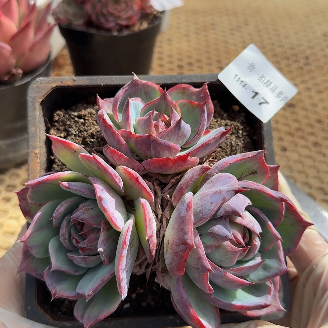 1114-17多肉一物一拍