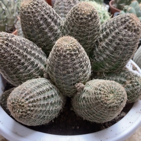 会太阳仙人球60米仙人球