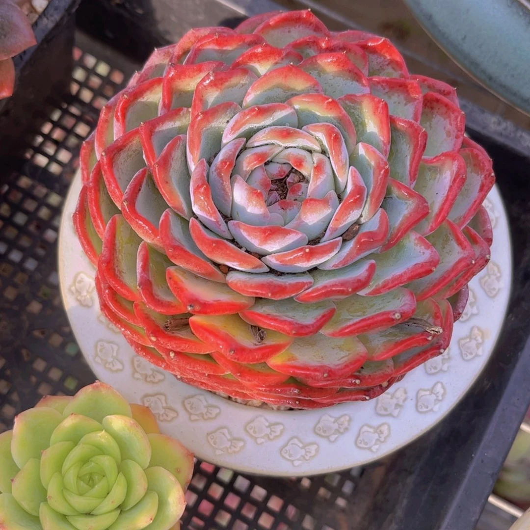 香提卡12公分89999999