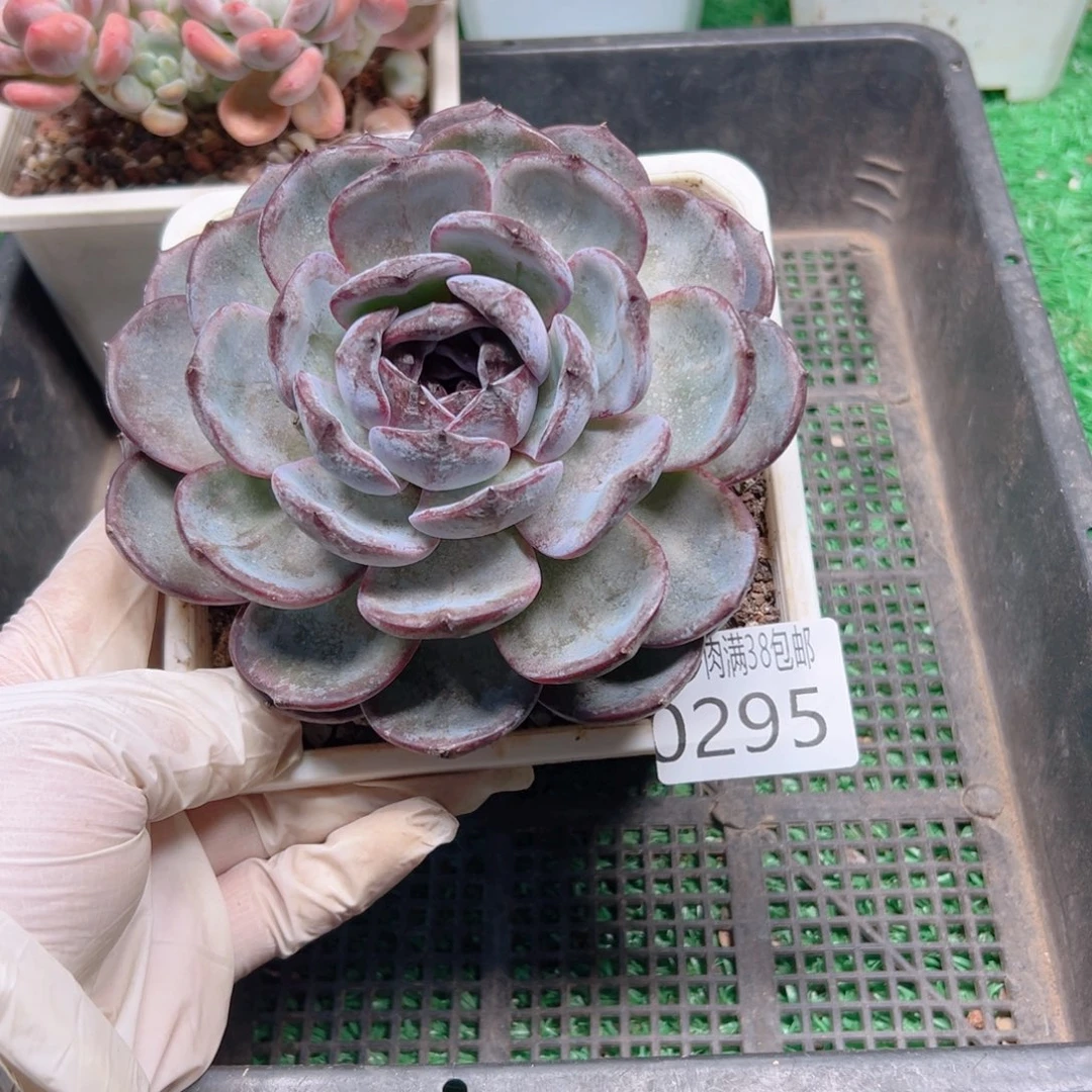 多肉一物＿拍植物0295