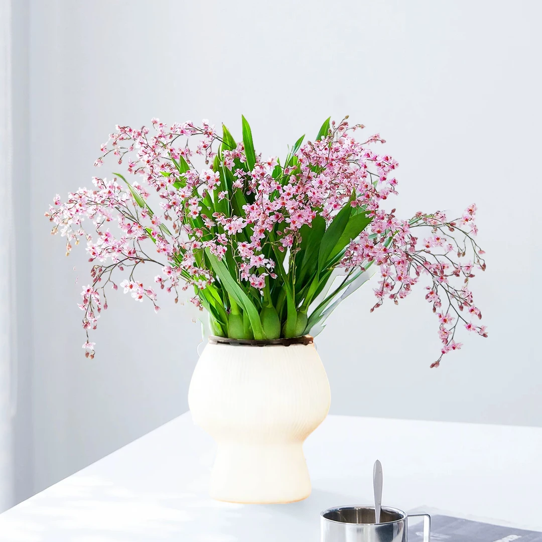 【花伴水】10-15花剑香水文心兰室内花卉盆栽带花苞室内花卉