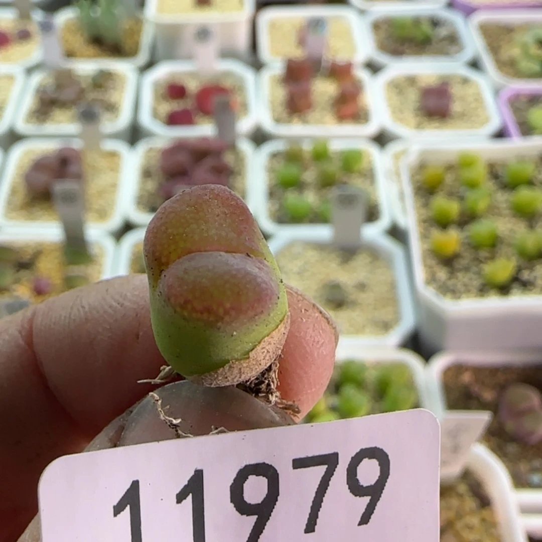 【闪购商品】流*11979