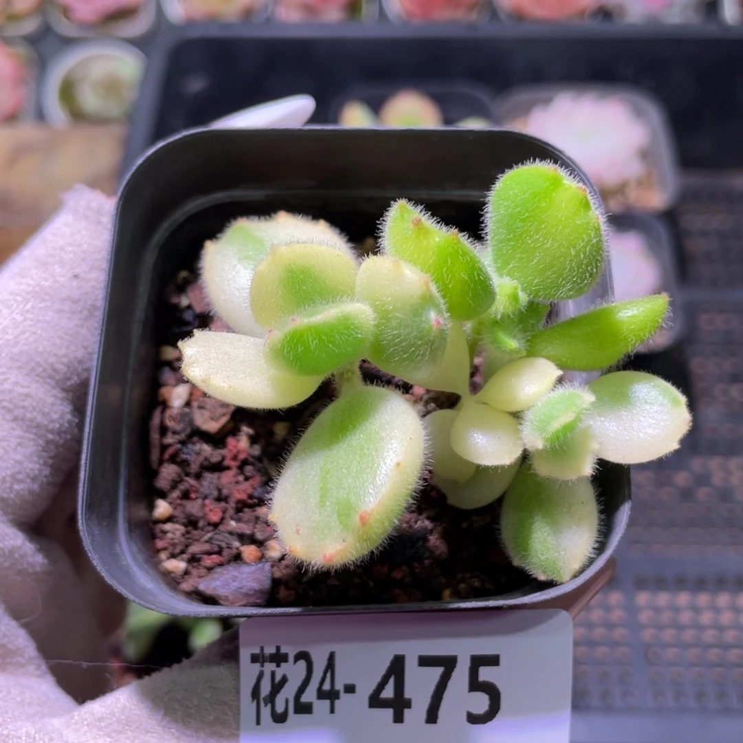 花利美24-475彩熊 不售后