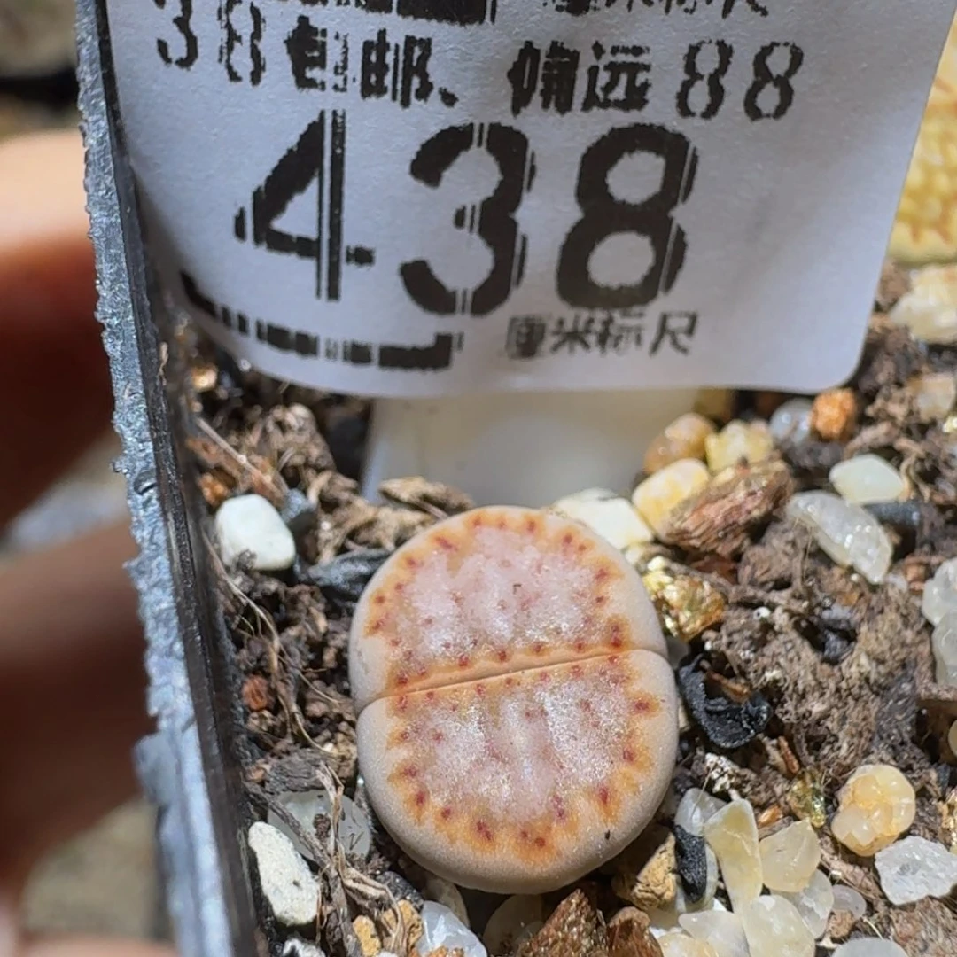 Ssss精品生石花438