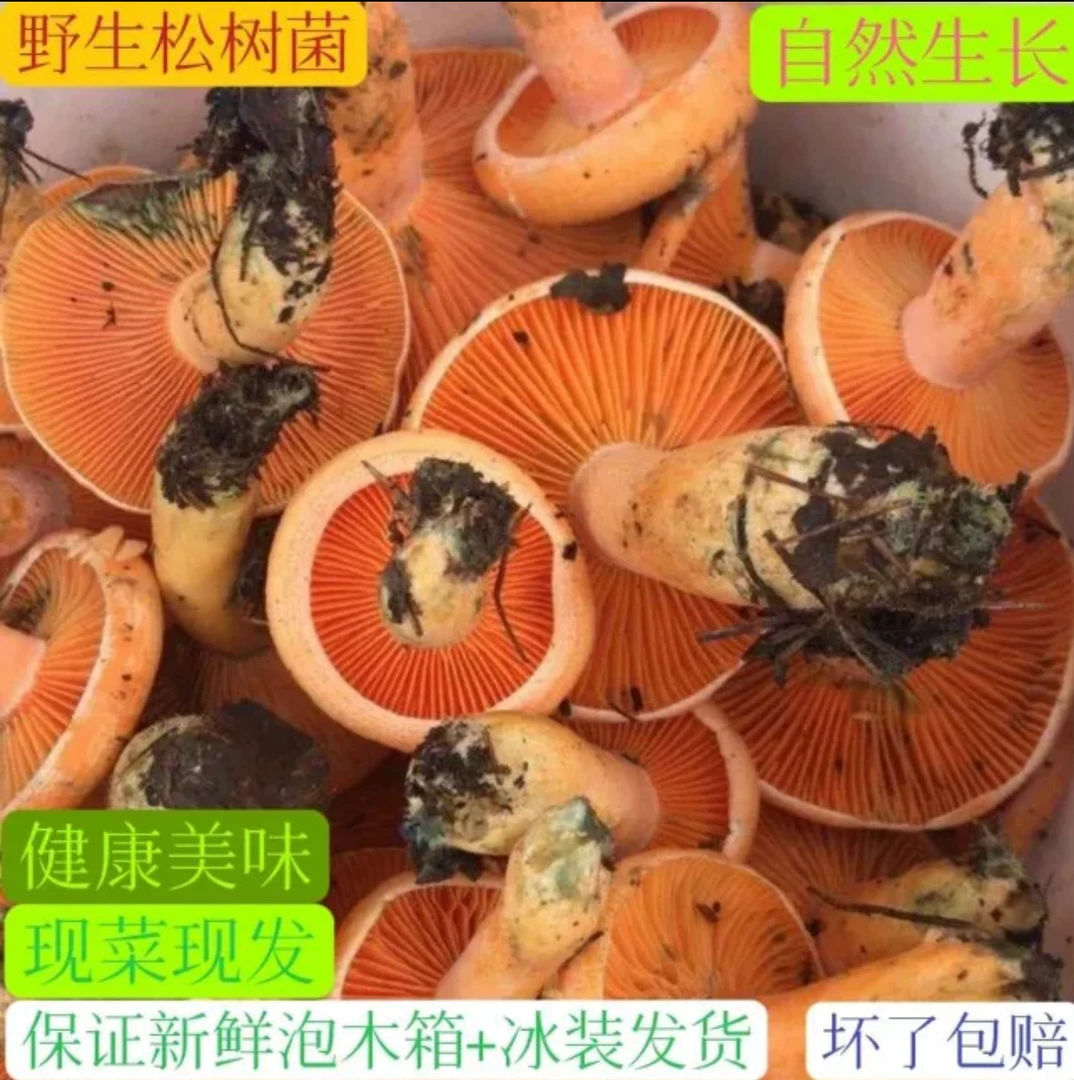 四川深山野生菌蘑菇枞菌寒菌松树菌重阳菌雁来蕈雁鹅菌现採现发