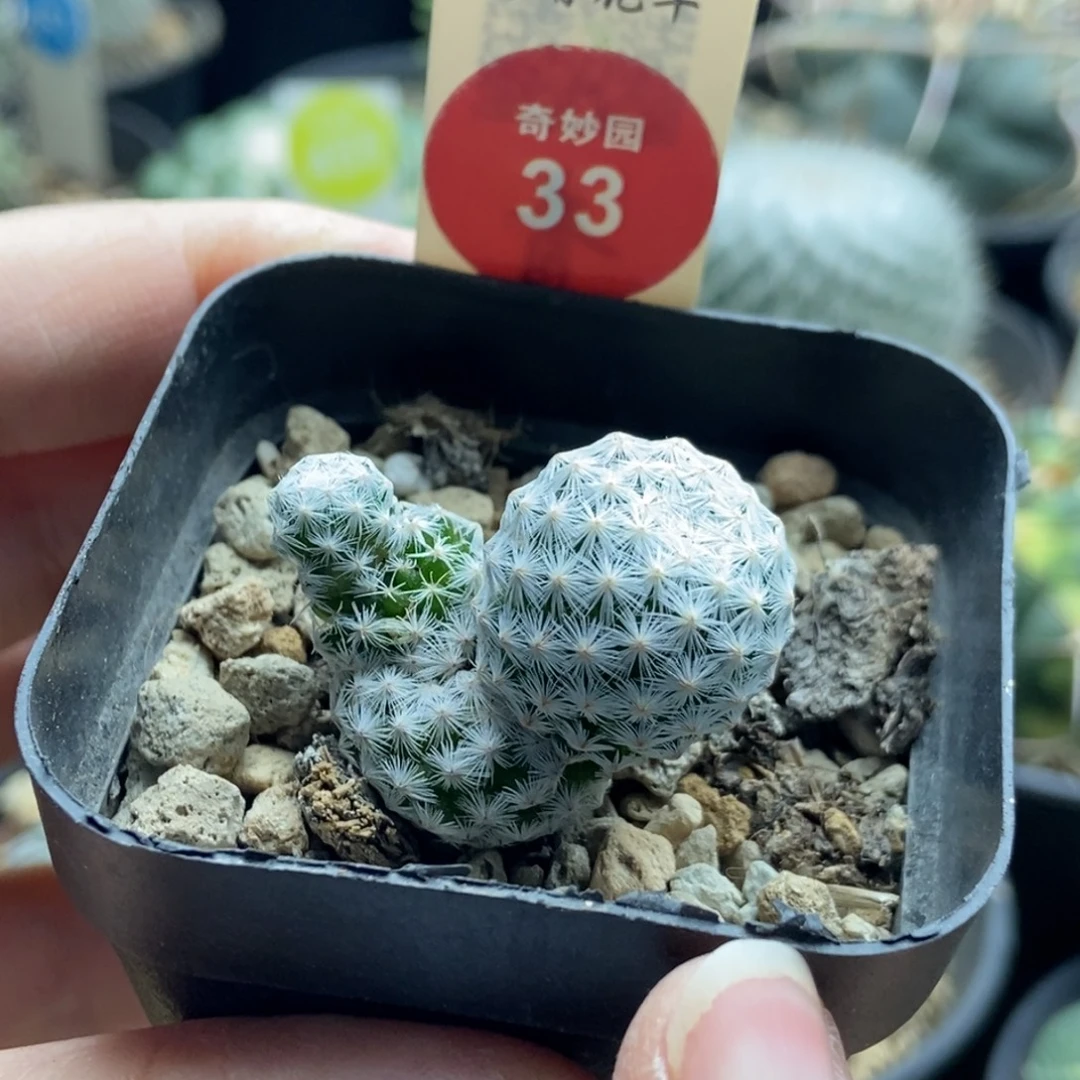 白鸟群一颗仙人球，