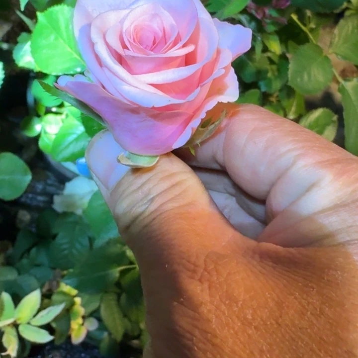 无花朵兴奋中苗一加