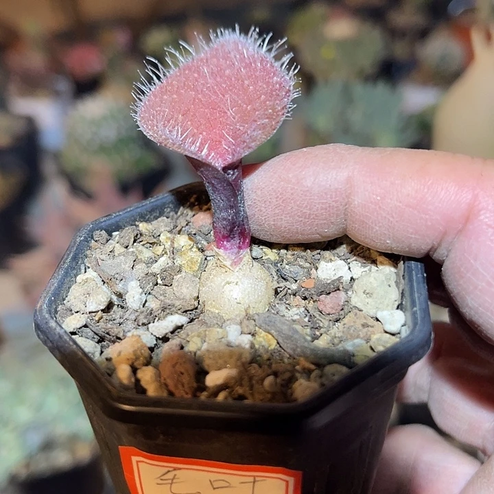 满38包邮2天凑单，脱土晾根发货多肉植物毛叶立金花