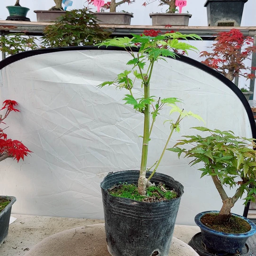 无花朵黄金枫约旦