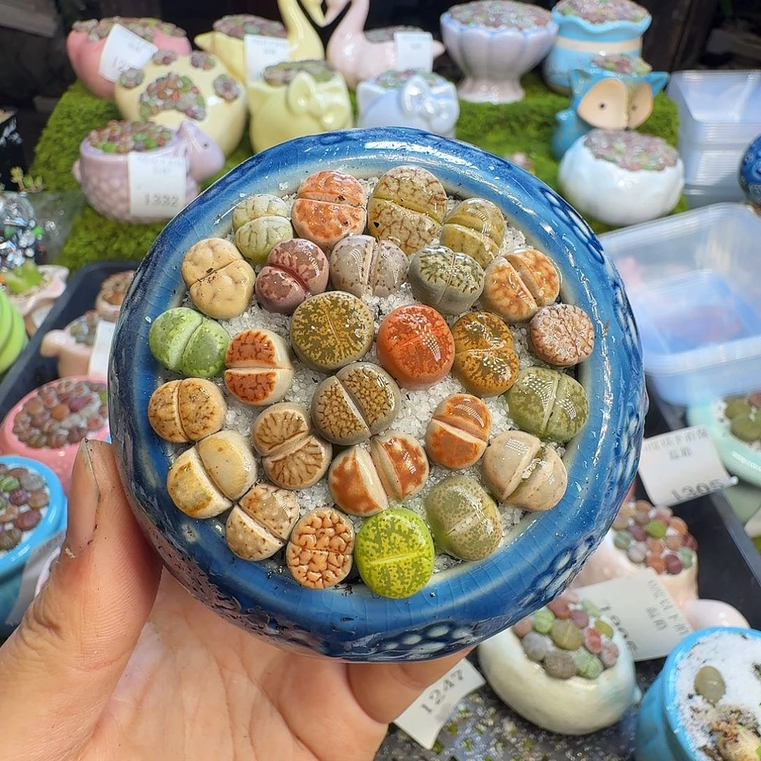 多肉植物的生长发育1340