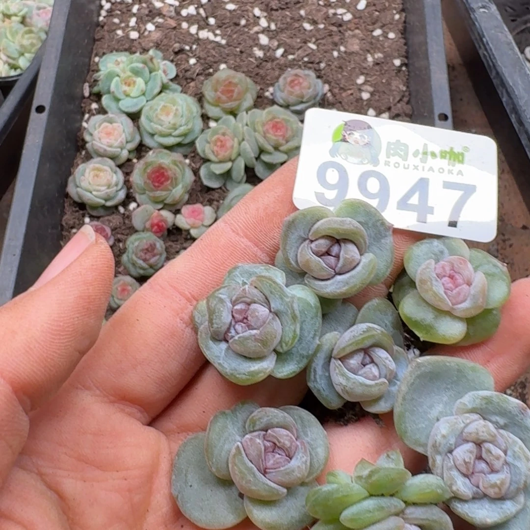 暖****多肉植物多肉植物