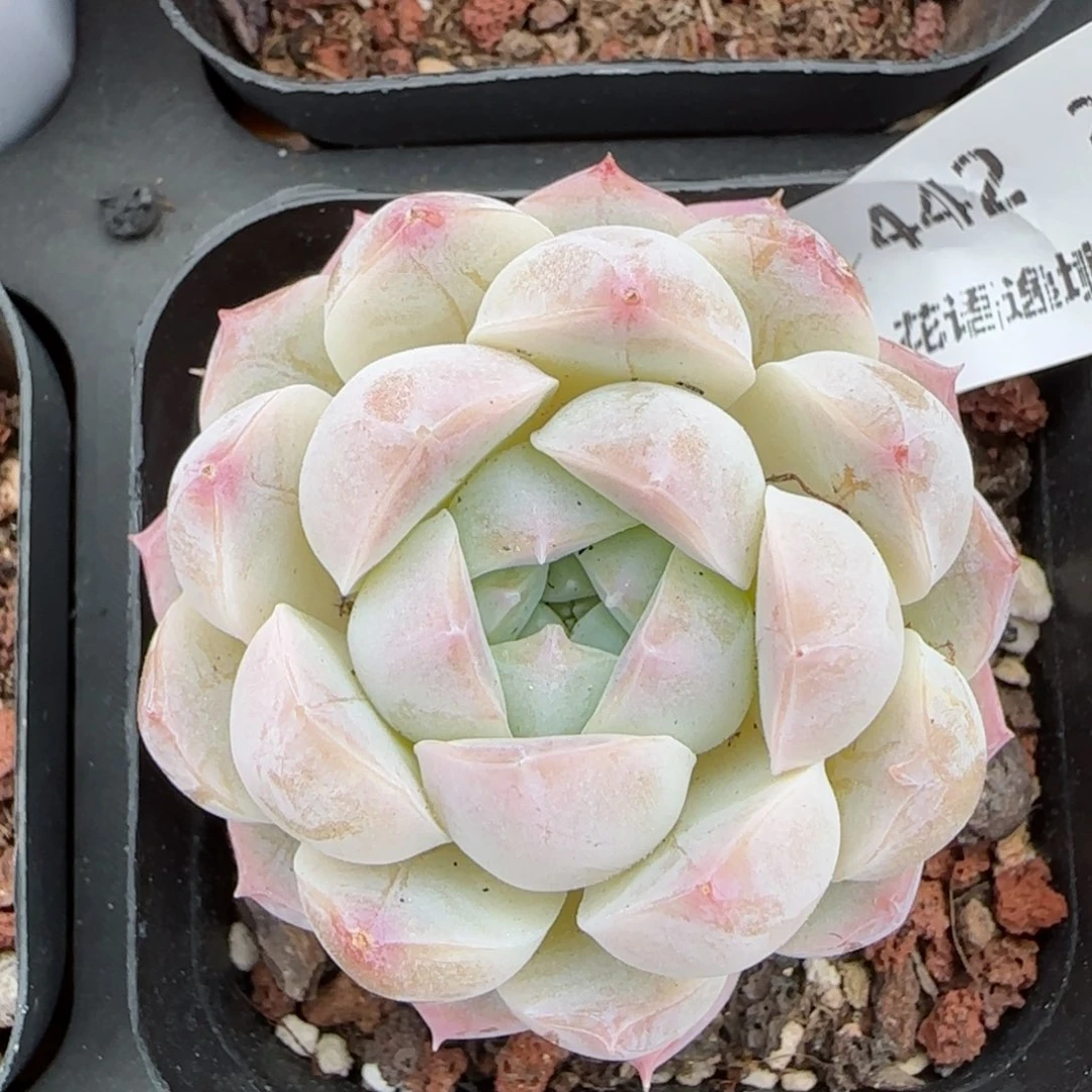 花语逸镜0214-442