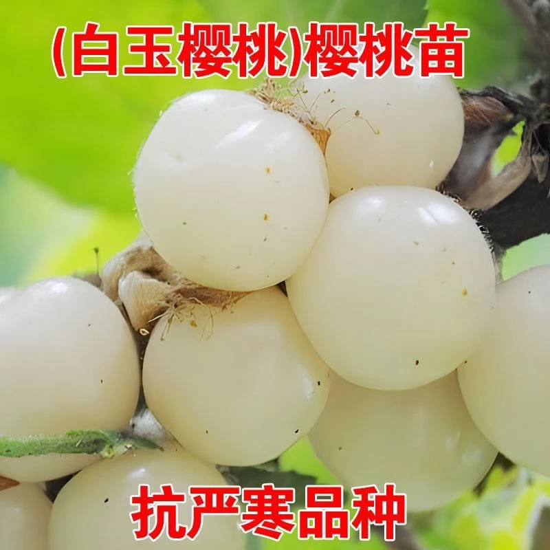奶油新品种白玉樱桃苗盆栽地栽南北方种植耐寒果树当年结果白珍珠