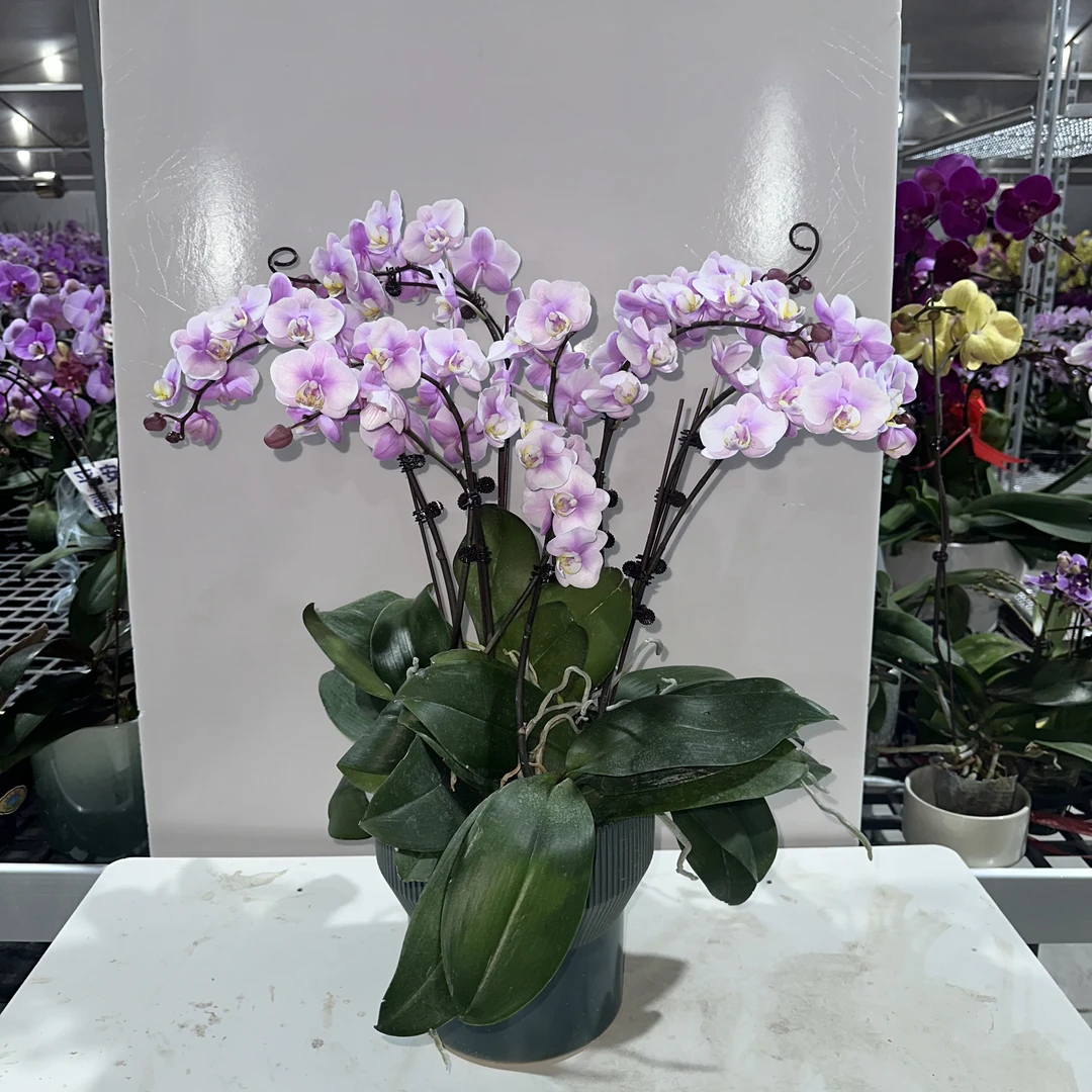 悠花里蝴蝶兰【小梅花带花带花苞组盆装八间】开花株发货