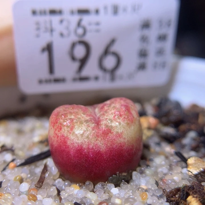 精品生石花36.196