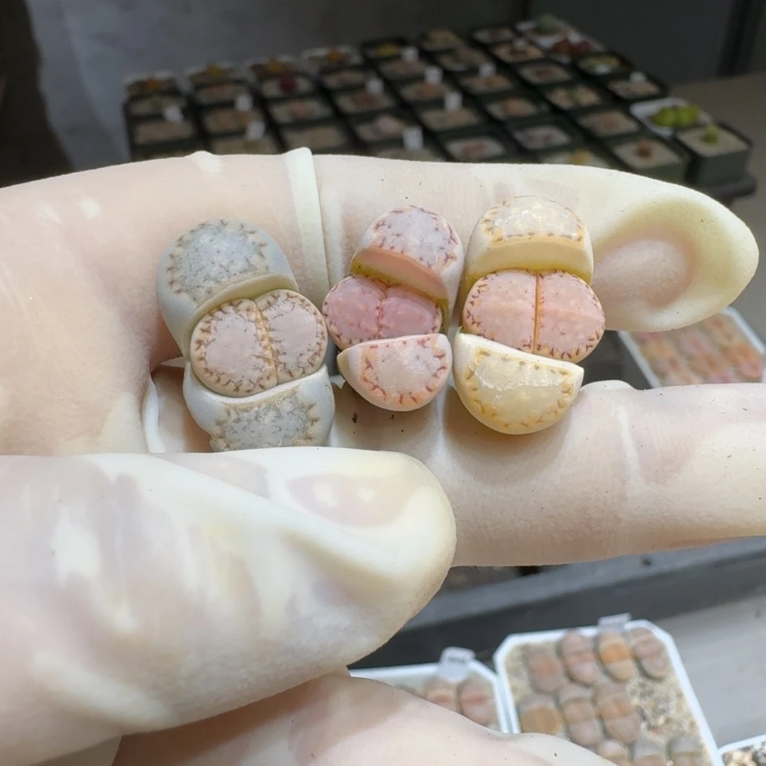 小****0130-10饼干1621.6