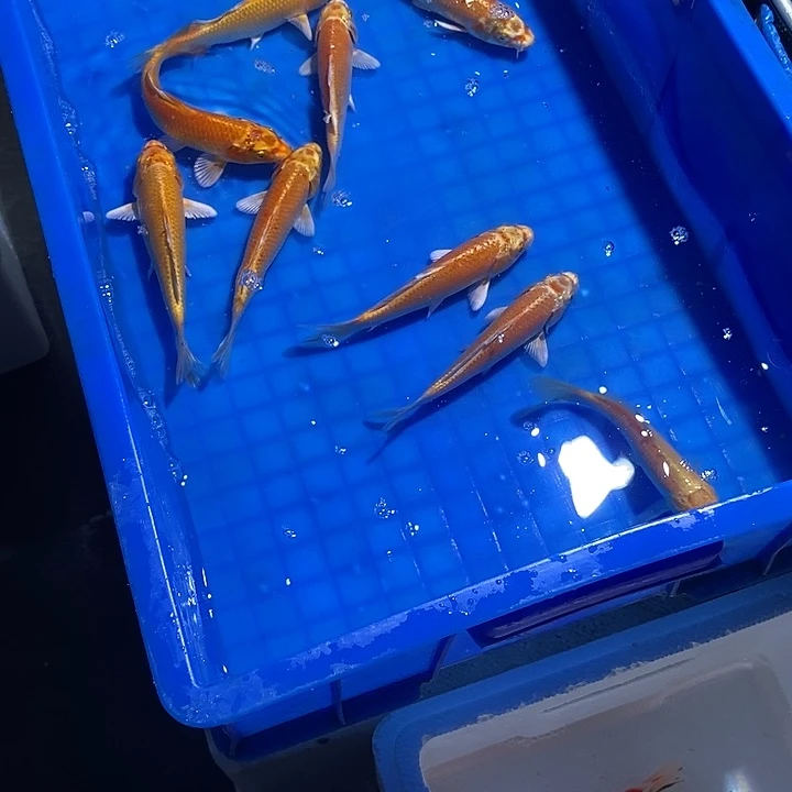 ****:锦鲤锦鲤活鱼开箱包活