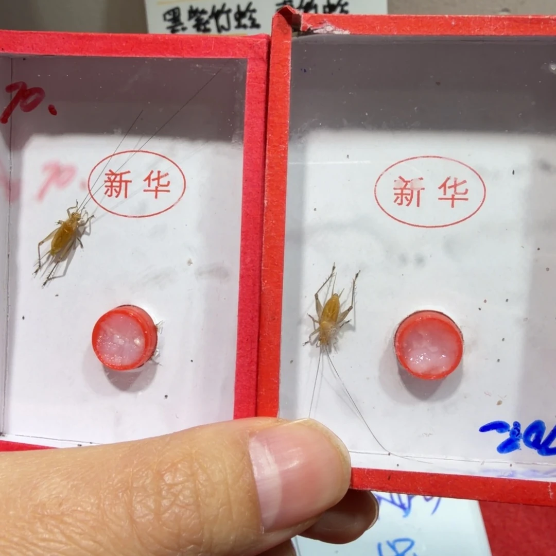 蟋蟀中须一条 尾枪断一条