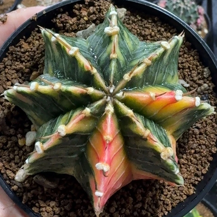 实生肋骨锦福利喽