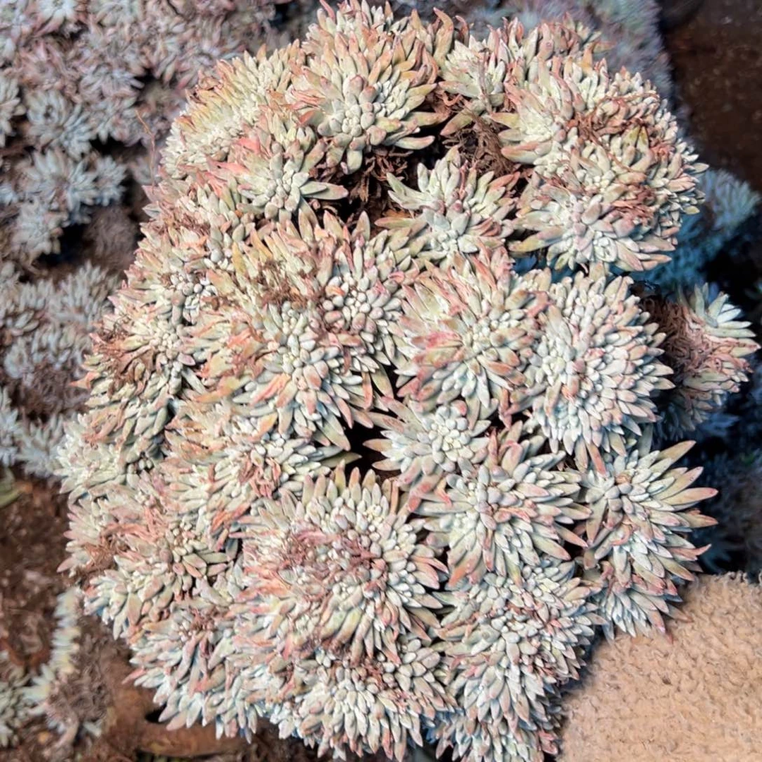 3256 今晚瑕疵无售后