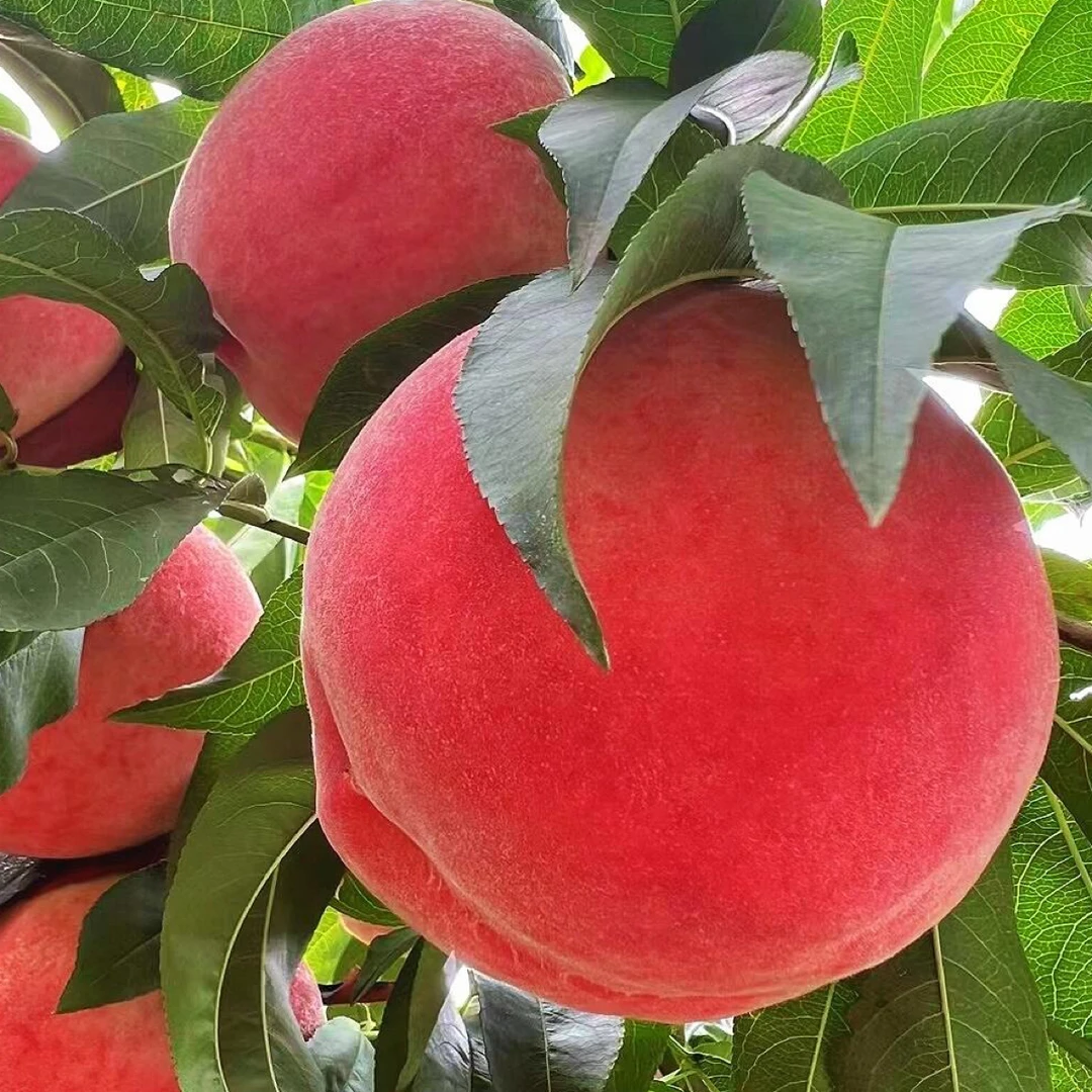 锦绣黄桃桃树巨型冬桃水蜜桃可盆栽地栽南北方均可种植果树