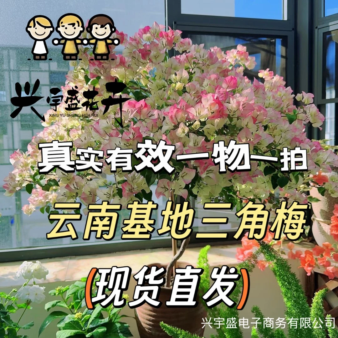 花黎 彩色三角梅室内外观赏勤花四季开（双盆）三角梅
