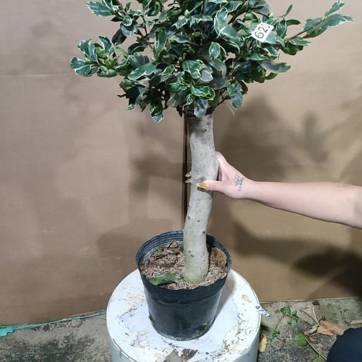 620金边白天鹅，原盆原土发货，不包邮