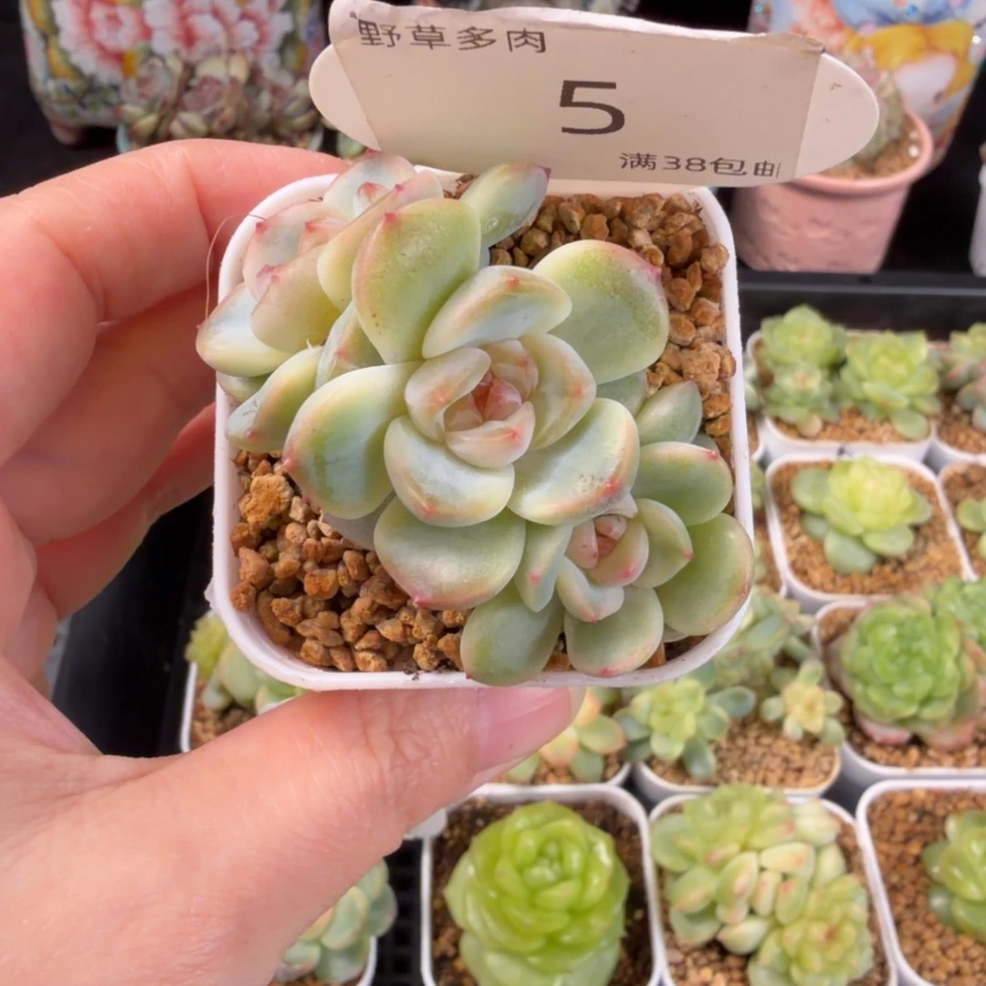 星星月三头福利5号一颗