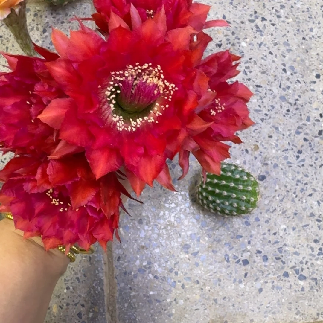 343彩草红宝石歪无根侧牙4公分左右，20包邮