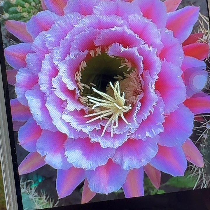 七仙女侧芽5公分毛花柱