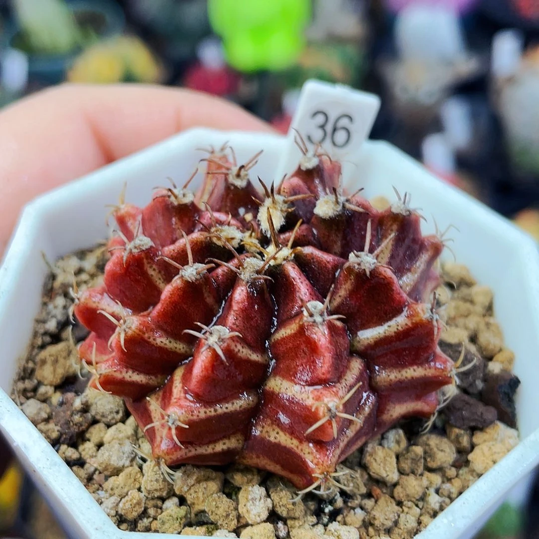 非偏远地区满25包邮仙人球